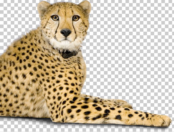 Cheetah Whiskers Big Cat Fur PNG, Clipart, Animal, Animal Figure, Animals, Big Cat, Big Cats Free PNG Download