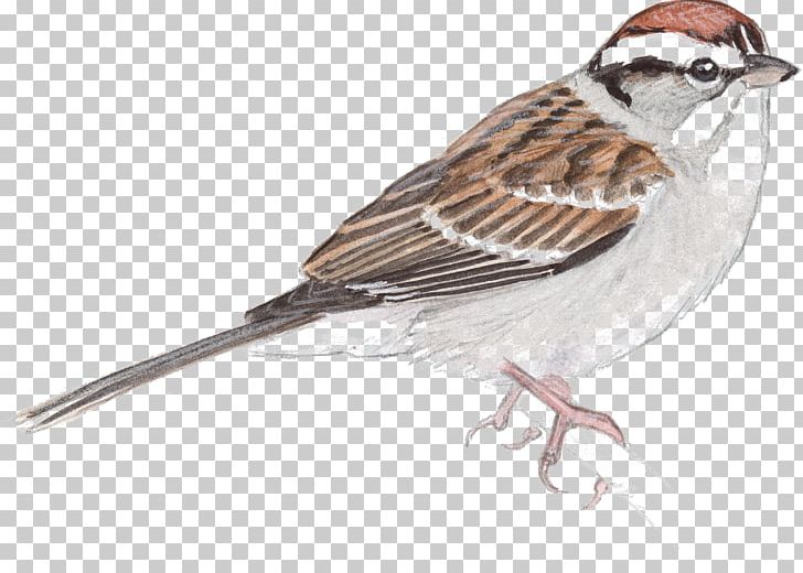 House Sparrow Bird Drawing Sketch PNG, Clipart, Animals, Art, Art Museum, Beak, Bir Free PNG Download