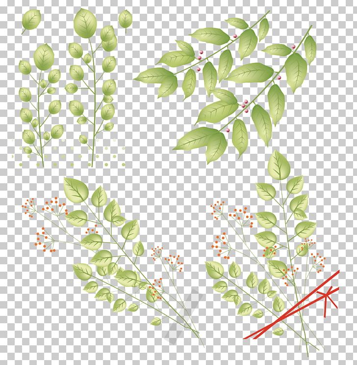 Leaf Plant Stem PNG, Clipart, Branch, Flora, Flower, Green, Leaf Free PNG Download