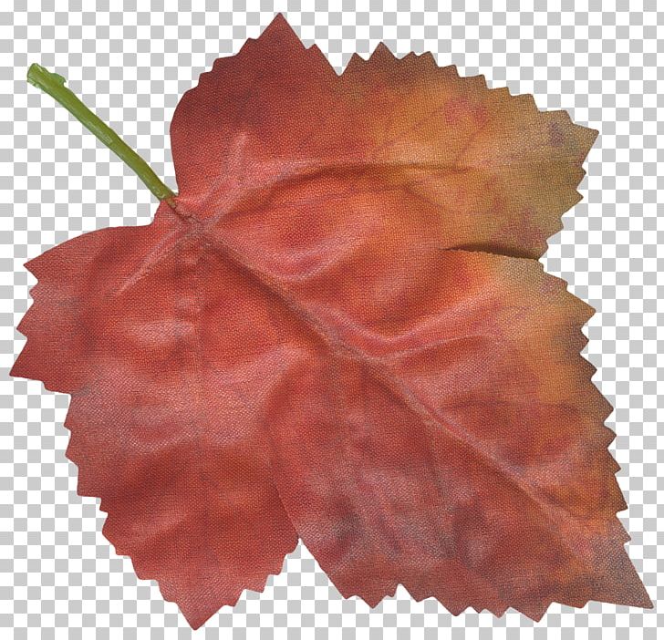 Maple Leaf Petal Flower PNG, Clipart, Flower, Food Drinks, Leaf, Maple, Maple Leaf Free PNG Download