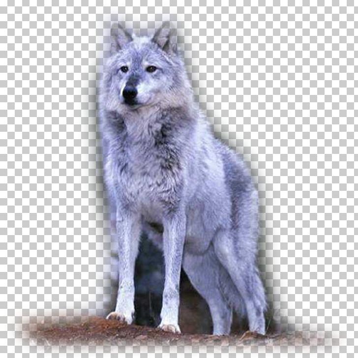 Saarloos Wolfdog Tamaskan Dog Coyote Alaskan Tundra Wolf PNG, Clipart, Alaskan Tundra Wolf, Animal, Arctic Wolf, Canis, Canis Lupus Tundrarum Free PNG Download