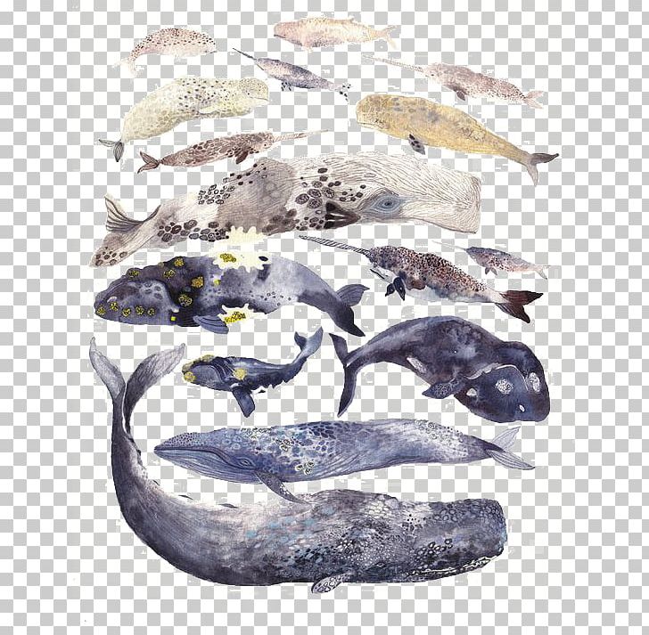 Visual Arts Watercolor Painting Whale Drawing PNG, Clipart, Animals, Art, Artist, Blue Whale, Cartoon Free PNG Download