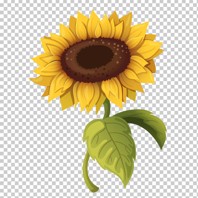 Sunflower PNG, Clipart, Asterales, Cuisine, Cut Flowers, Daisy Family, Flower Free PNG Download