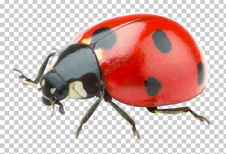 Ladybird PNG, Clipart, Animation, Arthropod, Beetle, Bite, Bug Free PNG Download