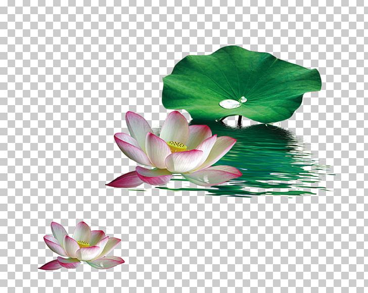 Nelumbo Nucifera Lotus Effect Leaf PNG, Clipart, Aquatic Plant, Christmas Decoration, Decorative, Decorative Pattern, Designer Free PNG Download