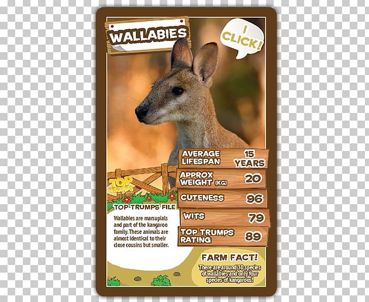 Winning Moves Top Trumps Kangaroo Card Game PNG, Clipart, Animal, Animals, Board Game, Card Game, Deer Free PNG Download