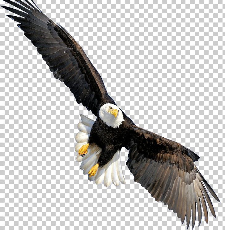 Bald Eagle Throw Pillow Beak CafePress PNG, Clipart, Accipitriformes, Akitaclub, Animals, Bald Eagle, Beak Free PNG Download