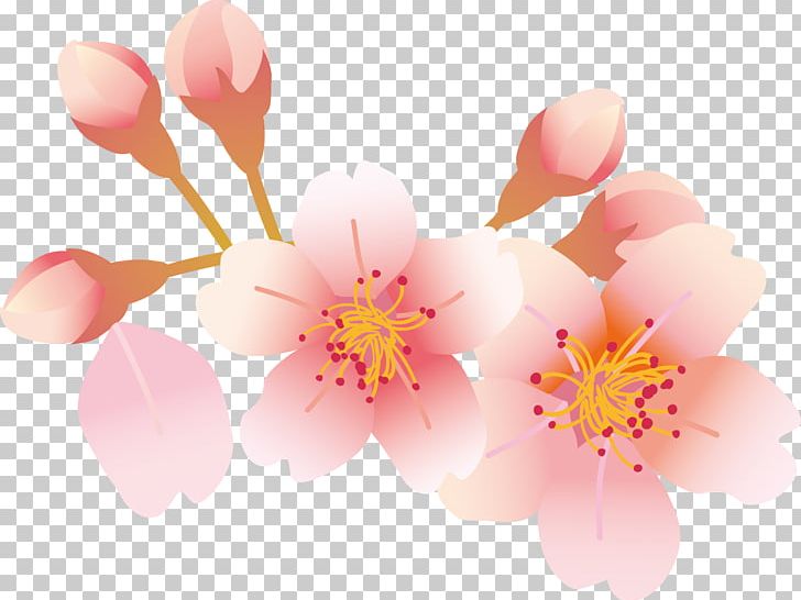 Cherry Blossom Petal PNG, Clipart, Adobe Illustrator, Blossom, Branch, Cerasus, Cherry Free PNG Download