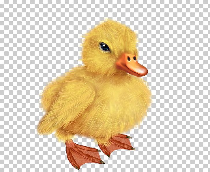 Duck Bird Drawing PNG, Clipart, Animal, Animals, Art, Beak, Bird Free PNG Download