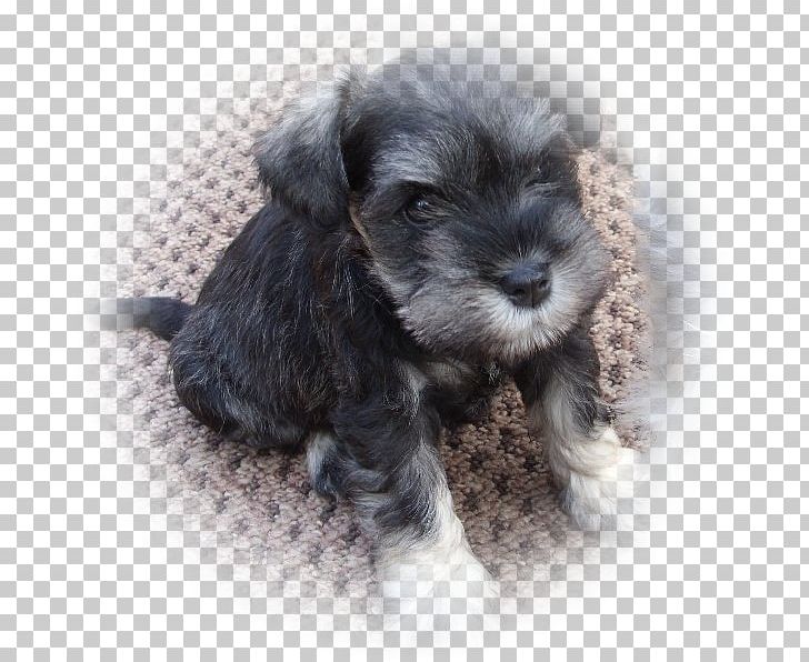 Miniature Schnauzer Standard Schnauzer Schnoodle Cesky Terrier Dog Breed PNG, Clipart, Animals, Bolonka, Breed, Carnivoran, Cavapoo Free PNG Download