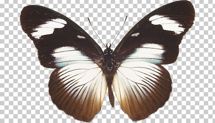 Nymphalidae Pieridae Lycaenidae Moth Butterfly PNG, Clipart, Arthropod, Brush Footed Butterfly, Butterfly, Insect, Insects Free PNG Download