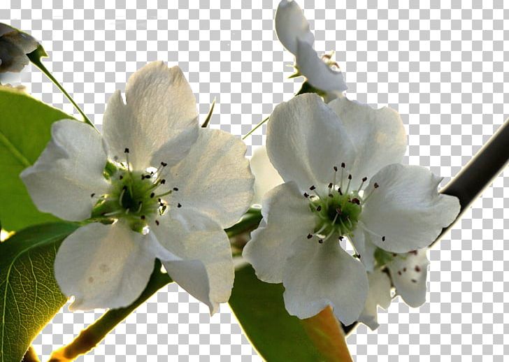 Asian Pear Blossom Flower PNG, Clipart, Asian Pear, Blossom, Branch, Download, Encapsulated Postscript Free PNG Download