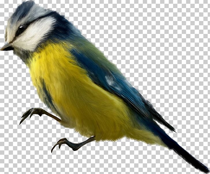 Finches Bird Beak PNG, Clipart, Animals, Beak, Bird, Cari, Chickadee Free PNG Download