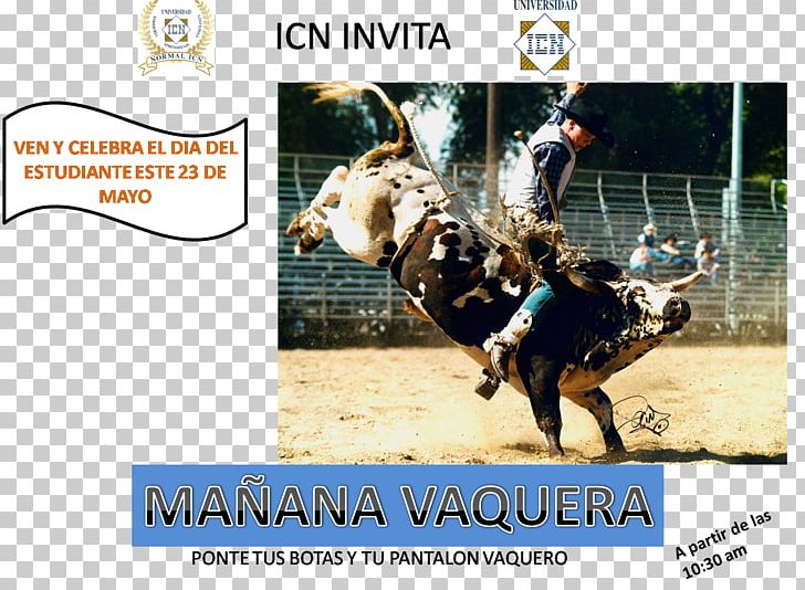Houston Livestock Show And Rodeo Bull Riding Rodeo Clown PNG, Clipart, Advertising, Animals, Animal Sports, Bull, Bull Riding Free PNG Download