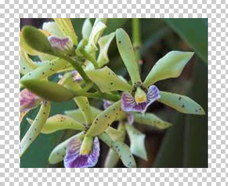 Appendage Orchid Epidendrum Cattleya Orchids Prosthechea Prismatocarpa Encyclia PNG, Clipart, Cattleya, Cattleya Orchids, Com, Dendrobium, Encyclia Free PNG Download