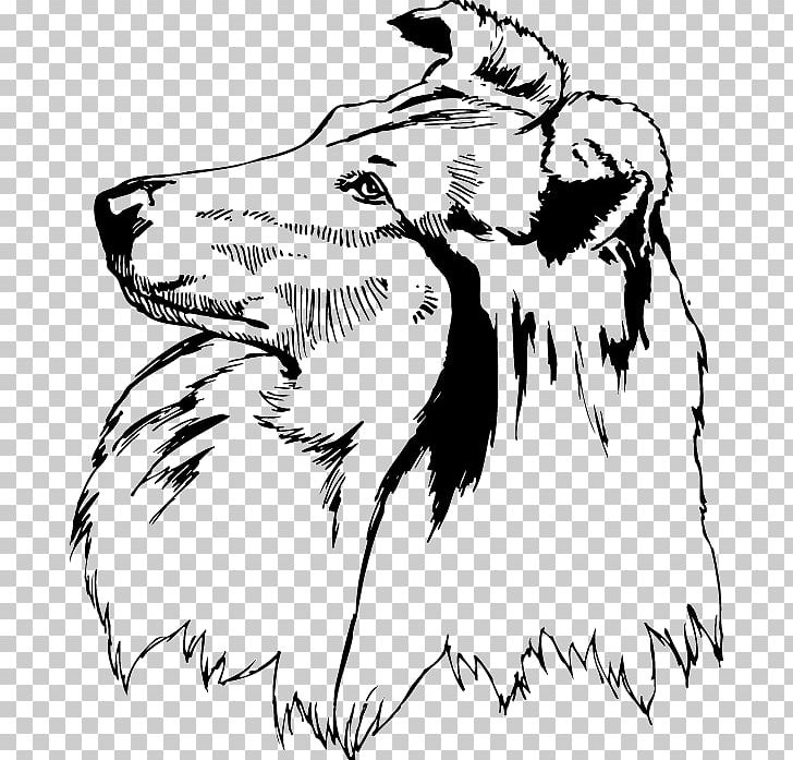 Rough Collie Shetland Sheepdog Scotch Collie PNG, Clipart, Artwork, Big Cats, Black And White, Blue Merle, Carnivoran Free PNG Download