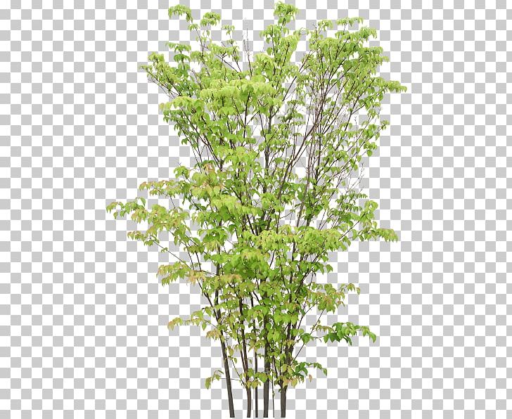 Twig Treelet Shrub PNG, Clipart, 2d Computer Graphics, Branch, Deciduous, Drawing, Kousa Dogwood Free PNG Download