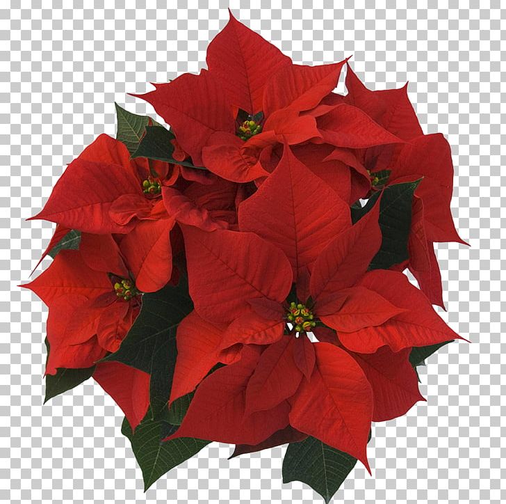 Garden Roses Poinsettia Christmas Cut Flowers PNG, Clipart, Annual Plant, Christmas, Color, Cut Flowers, Flower Free PNG Download