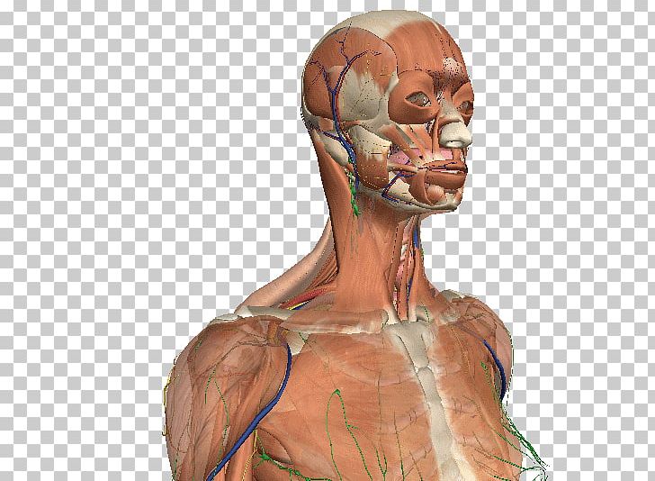 Muscle Homo Sapiens Character Shoulder Jaw PNG, Clipart, Character, Chest, Cuerpo, Fiction, Fictional Character Free PNG Download