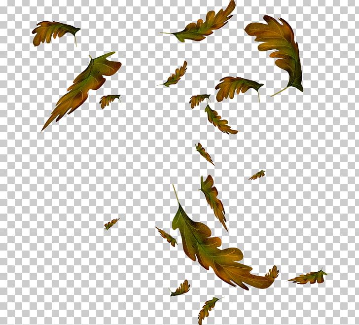 Leaf Animation Drawing Autumn PNG, Clipart, Animation, Autumn, Beak, Bird, Bird Of Prey Free PNG Download