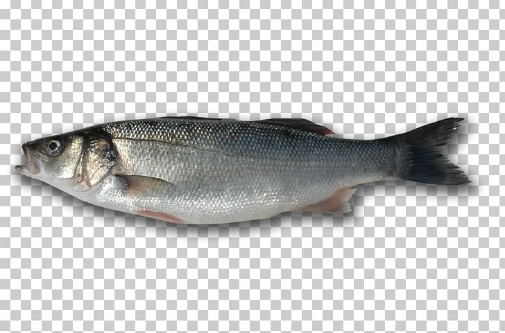 Sardine Fish Products 09777 Salmon Oily Fish PNG, Clipart, 09777, Animals, Animal Source Foods, Barramundi, Bass Free PNG Download