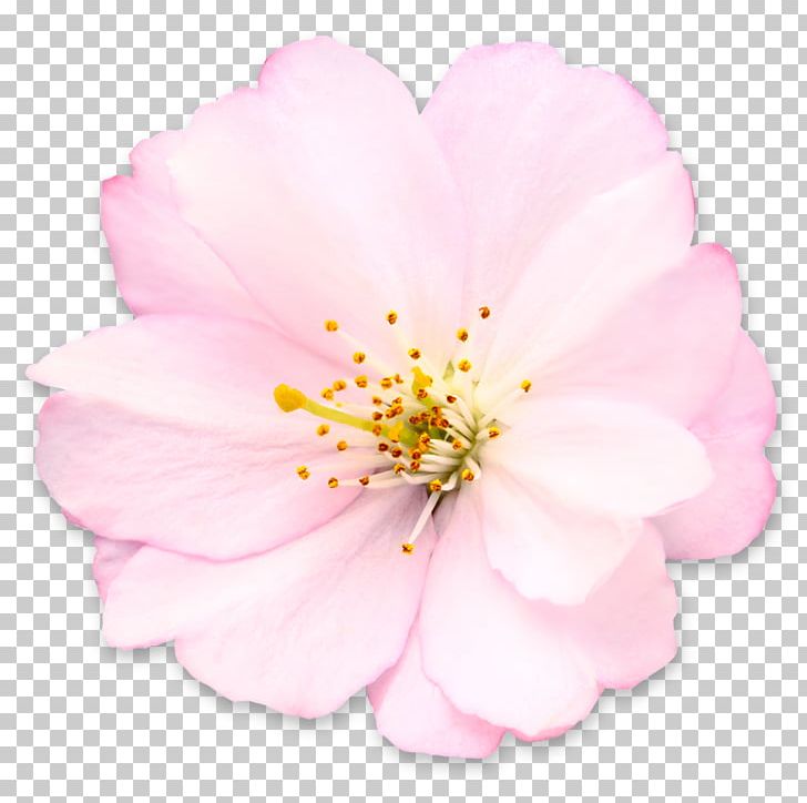Cherry Blossom Stock Photography PNG, Clipart, Blossom, Can Stock Photo, Cerasus, Cherry, Cherry Blossom Free PNG Download