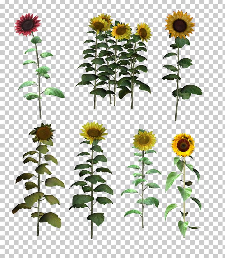 Common Sunflower PNG, Clipart, Annual Plant, Common Sunflower, Cut Flowers, Daisy Family, Flower Free PNG Download