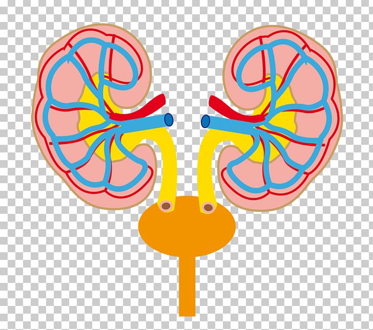 Nephrology Pediatrics Disease Medicinsk Specialitet Urology PNG, Clipart, Aandoening, Area, Body Jewelry, Diplomas, Disease Free PNG Download