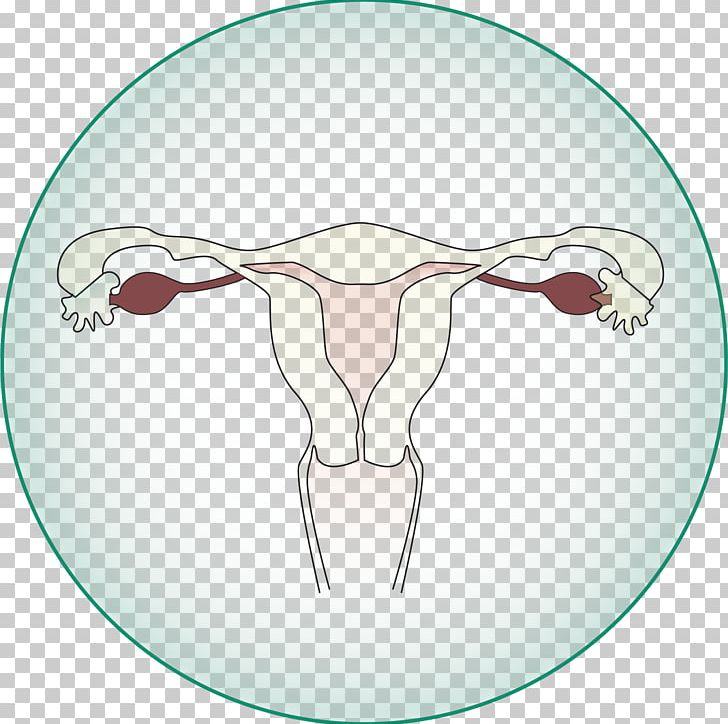 Ovary Testicle Uterus Abdomen Prostate PNG, Clipart, Abdomen, Blood Vessel, Gallbladder, Head, Jaw Free PNG Download