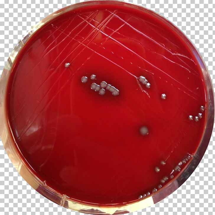 Staphylococcus Aureus Agar Sang Agar Plate Staphylococcus Epidermidis PNG, Clipart, Agar, Agar Plate, Agar Sang, Bacteria, Blood Free PNG Download