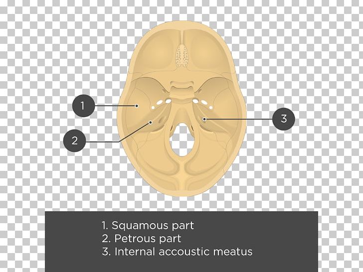 Temporal Bone Anatomy Skull Meatus PNG, Clipart, Anatomy, Angle, Auditory System, Base Of Skull, Bone Free PNG Download