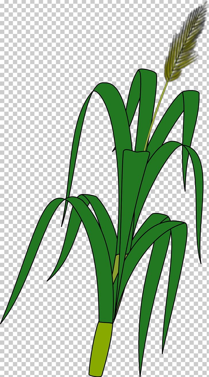 Wheat Plant Ear Grain PNG, Clipart, Cereal, Commodity, Crop, Drawing, Ear Free PNG Download