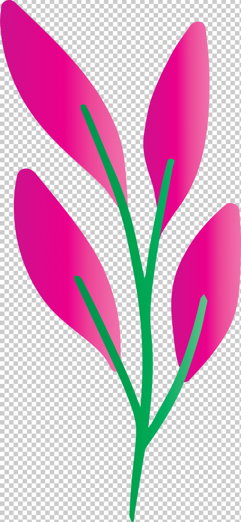 Flower Pedicel Plant Magenta Petal PNG, Clipart, Crocus, Cut Flowers, Flower, Magenta, Pedicel Free PNG Download