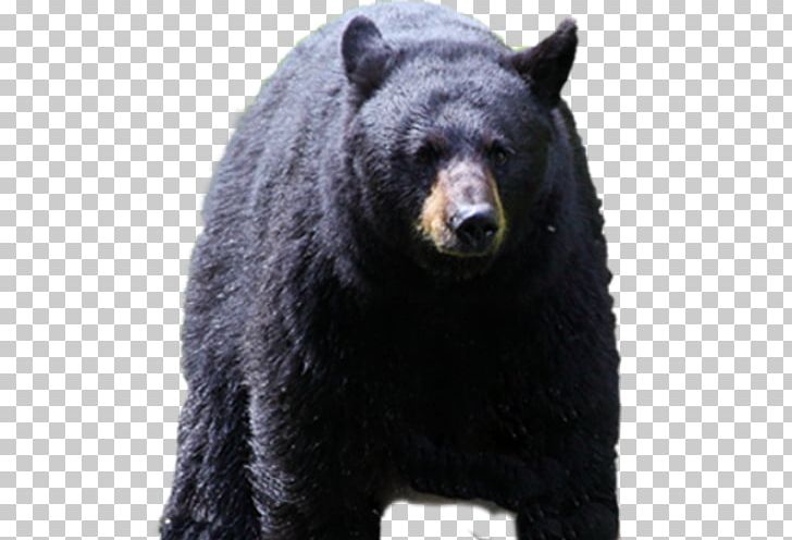 American Black Bear Cades Cove Park Bear Attack PNG, Clipart, Animals, Bear, Bear Attack, Brown Bear, Cades Cove Free PNG Download