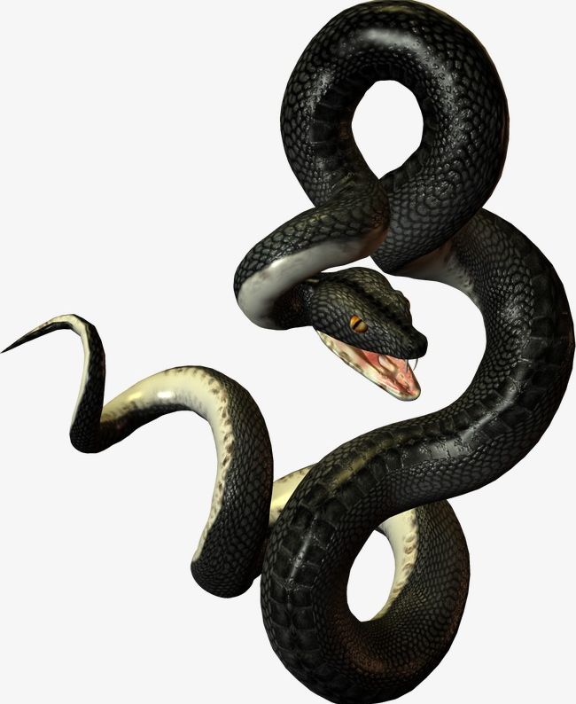 Black Viper PNG, Clipart, Animal, Animals, Animals Snakes, Black Clipart, Black Color Free PNG Download