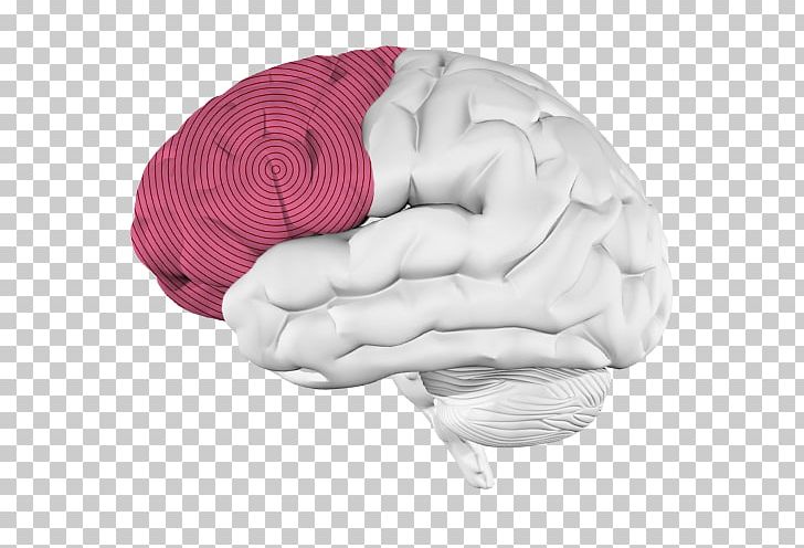 Brain Hippocampus University Of Central Florida PNG, Clipart, Brain, Hippocampus, Knowledge, Music, Neurologist Free PNG Download