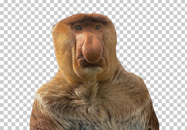Proboscis Monkey YouTube Computer Icons Meme PNG, Clipart, Animals, Bugs, Computer Icons, Fauna, Fur Free PNG Download
