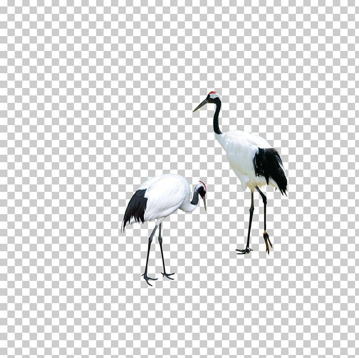 Red-crowned Crane Bird Siberian Crane PNG, Clipart, Background White, Beak, Black White, Ciconiiformes, Common Crane Free PNG Download