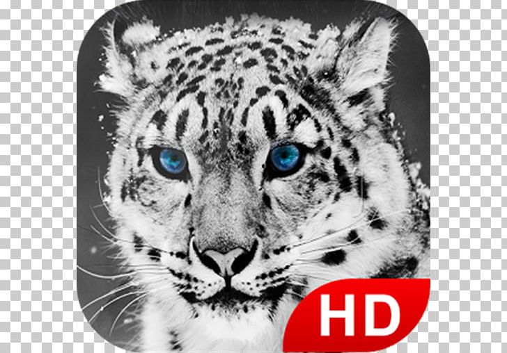 Snow Leopard Tiger Desktop Big Cat PNG, Clipart, Animal, Animals, Animals Hd, Big Cat, Big Cats Free PNG Download