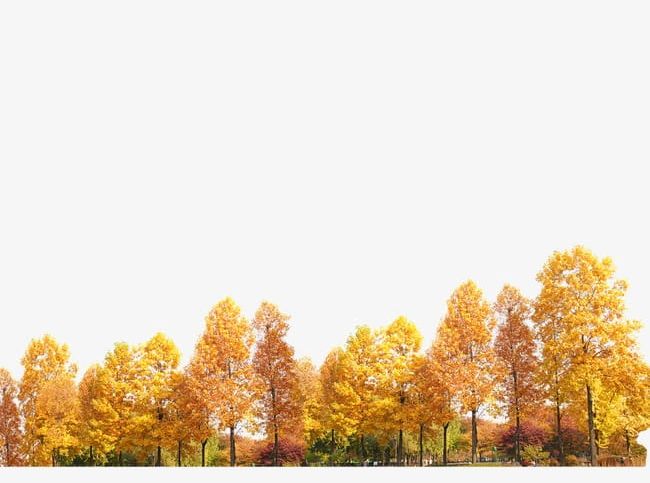 Yellow Trees PNG, Clipart, Leaf, Maple, Maple Leaf, Trees, Trees Clipart Free PNG Download