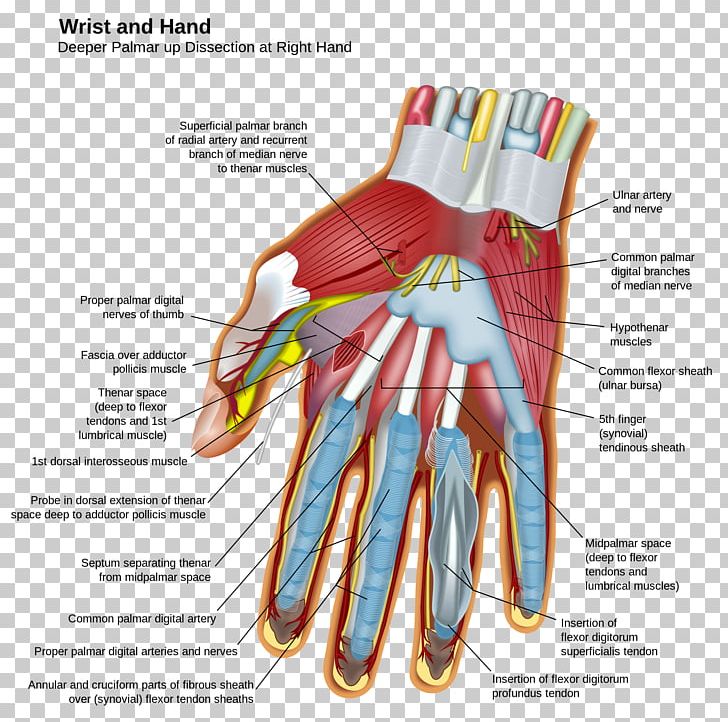Hand Wrist Carpal Bones Anatomy Finger PNG, Clipart, Anatomy, Arm, Bone, Carpal Bones, Finger Free PNG Download
