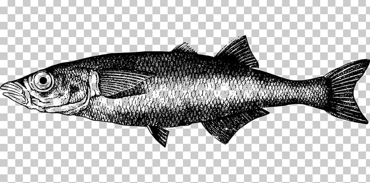Lake Titicaca Sardine Freshwater Fish PNG, Clipart, Animal, Barramundi, Black And White, Coho, Fauna Free PNG Download