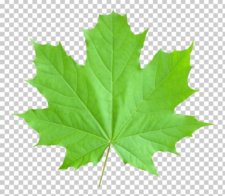 Maple Leaf PNG, Clipart, Autumn, Autumn Leaf Color, Canada, Canadian, Clip Art Free PNG Download