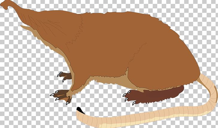 Pyrenean Desman Shrew PNG, Clipart, Animal Figure, Animation, Ant, Anteater, Beaver Free PNG Download