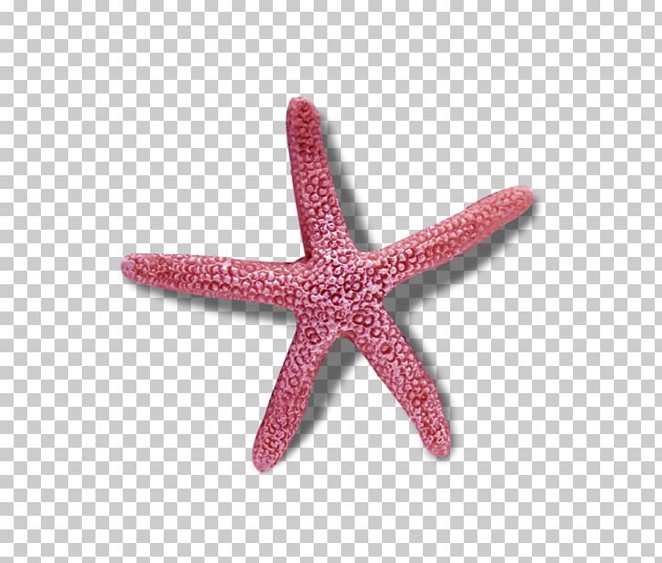 Starfish Echinoderm Symmetry In Biology Reflection Symmetry PNG, Clipart, Animals, Biology, Echinoderm, Invertebrate, Line Free PNG Download