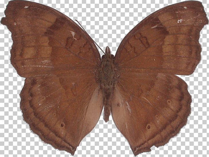 Brush-footed Butterflies Butterfly Silkworm Moth Genus PNG, Clipart, Arthropod, Bombycidae, Brush Footed Butterfly, Butterfly, Delicate Free PNG Download