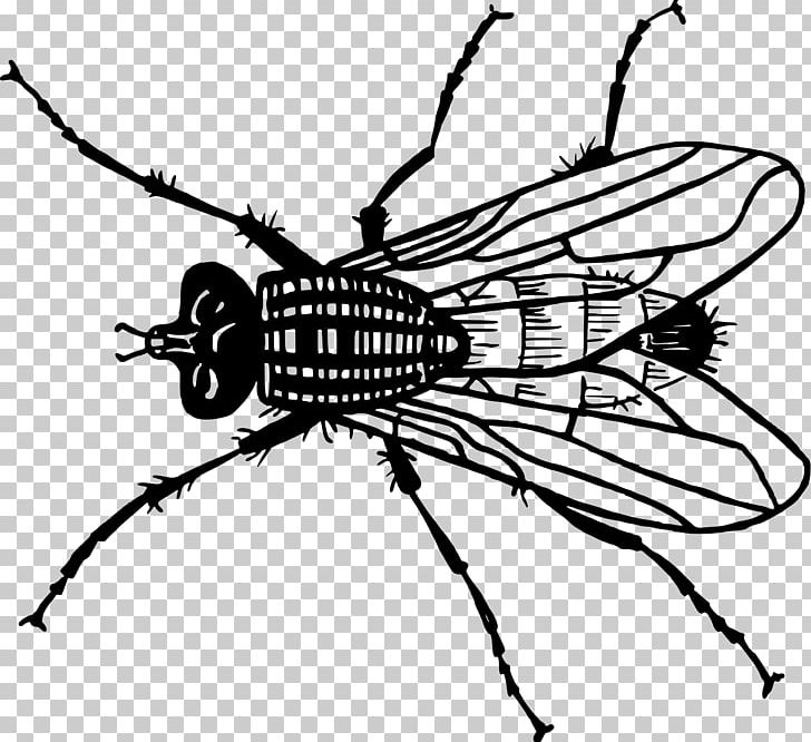 Drawing Insect Fly PNG, Clipart, Animals, Arthropod, Artwork, Black And White, Coloring Book Free PNG Download