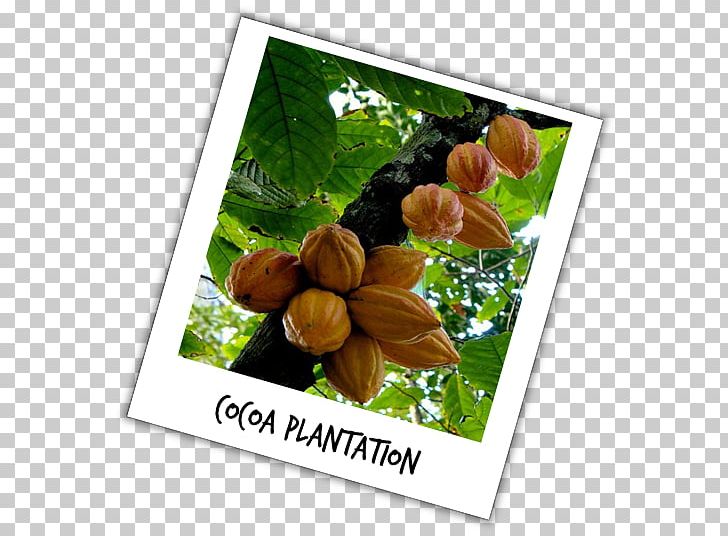 Frames Cacao Tree Fruit Plants PNG, Clipart, Food, Fruit, Picture Frame, Picture Frames, Plants Free PNG Download