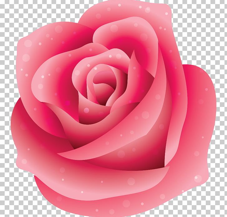 Garden Roses Pink Beach Rose PNG, Clipart, Beach Rose, Blue, Cartoon, Closeup, Color Free PNG Download