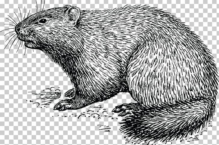 Groundhog Day How Much Wood Would A Woodchuck Chuck PNG, Clipart, Black And White, Carnivoran, Domesticated Hedgehog, Drawing, Erinaceidae Free PNG Download